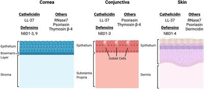 Antimicrobial Peptide Expression at the Ocular Surface and Their Therapeutic Use in the Treatment of Microbial Keratitis